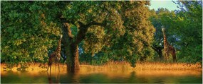 Obraz žirafy v prírode (120x50 cm)