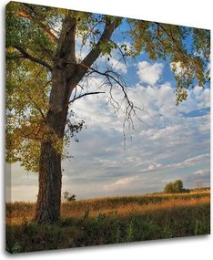 Obraz na stenu STROMY