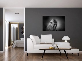 Obraz - Opička (90x60 cm)