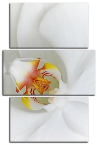 Obraz na plátne - Detailný záber bielej orchidey - obdĺžnik 7223C (105x70 cm)
