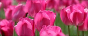Obraz - Ružové tulipány (120x50 cm)