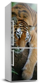 Foto nálepka na chladničku Tiger na strome FridgeStick-70x190-f-4289086