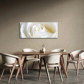 Obraz biele ruže (120x50 cm)