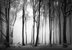 Fototapeta - Temný les s vlkom (147x102 cm)
