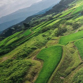 Obraz ryžových polí (120x50 cm)