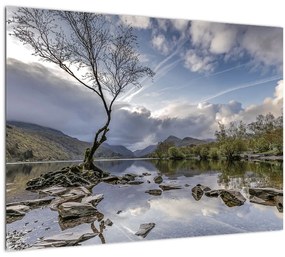 Obraz rieky za stromom (70x50 cm)