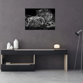 Obraz - Odpočívajúci gepardy (70x50 cm)