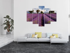 Obraz - Levanduľové pole a hory (150x105 cm)