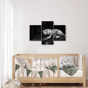 Obraz - Tiger albín, čiernobiely (90x60 cm)