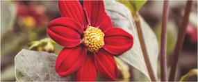 Obraz kvetiny (120x50 cm)