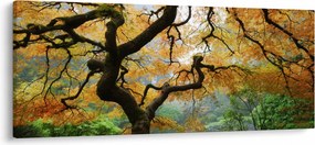 Obraz žltého japonského javora, Portland, Oregon (120x50 cm)