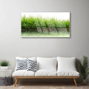Obraz na skle Tráva voda príroda rastlina 120x60 cm