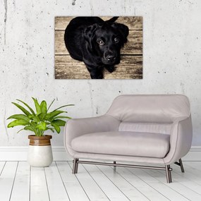 Sklenený obraz čierneho šteňaťa (70x50 cm)