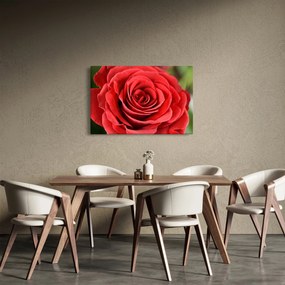 Obraz kvetu ruže (90x60 cm)