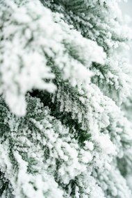 Limpol Horský smrek zasnežený 2,10 m