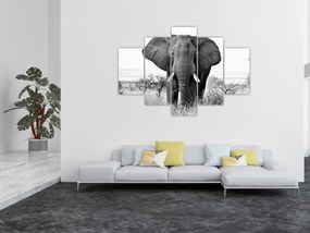 Obraz - Slon africký II. (150x105 cm)