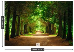 Fototapeta Vliesová Chodník stromy 152x104 cm