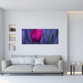Obraz pupete tulipánu (120x50 cm)