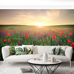 Fototapeta Vliesová Lúka maku 104x70 cm