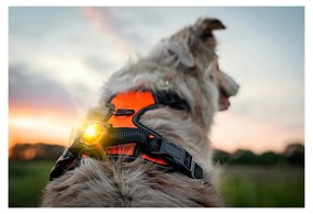 LED svetlo na obojok Yellow – Orbiloc