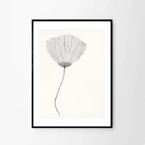 The Poster Club Plagát Poppy by Ana Frois 40x50 cm