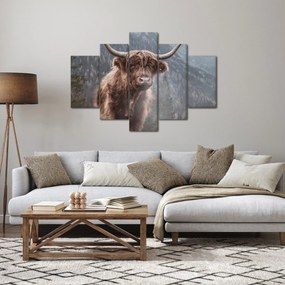 Obraz - Highlander krava (150x105 cm)