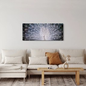 Obraz - Biely páv (120x50 cm)
