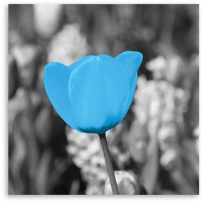Obraz na plátně Tulipánové květiny Modrá - 40x40 cm
