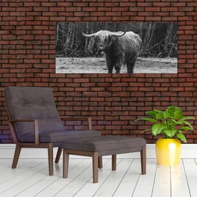 Obraz - Škótska krava (120x50 cm)