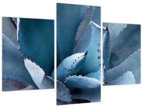 Obraz - Agáve (90x60 cm)