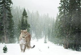 Sklenený obraz leoparda v snehu (70x50 cm)