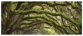 Obraz - Oaks Avenue, Charleston, Južná Karolína, USA (120x50 cm)
