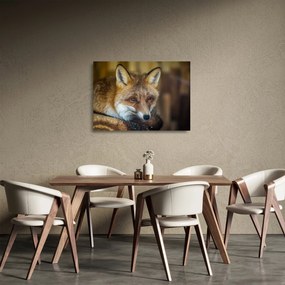 Sklenený obraz líšky (70x50 cm)