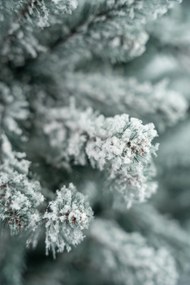 Limpol Jedľa Eliza 1,80 m zasnežená