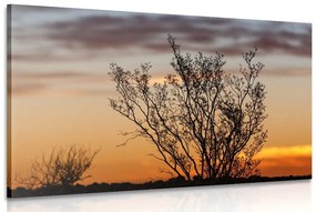 Obraz konáriky v západe slnka - 60x40