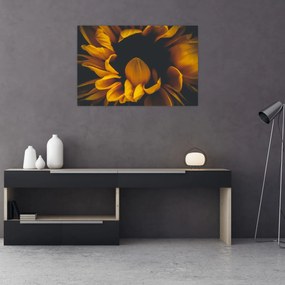 Obraz - Slnečnica v čiernom pozadí (90x60 cm)