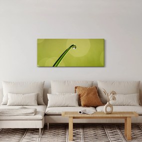 Obraz kvapky vody na tráve (120x50 cm)
