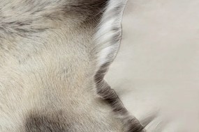 Koberec RENIFER POK017 sivý / biely