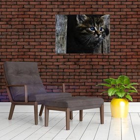 Sklenený obraz mačiatka (70x50 cm)