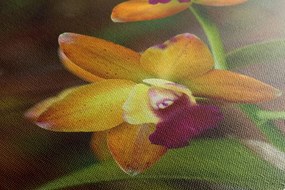 Obraz oranžová orchidea Varianta: 120x80