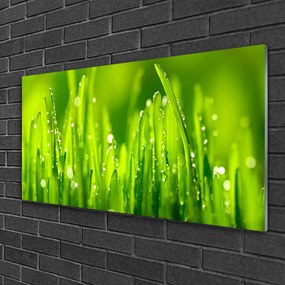 Skleneny obraz Zelená tráva kvapky rosy 140x70 cm