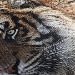 Obraz tigra (90x60 cm)