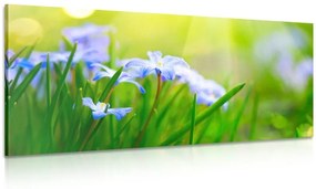 Obraz kvety na lúke v jarnom období - 100x50