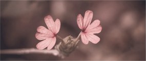 Obraz ružového kvetu (120x50 cm)