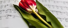 Obraz červeného tulipánu (120x50 cm)