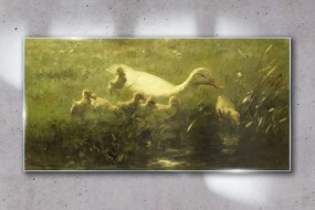 Skleneny obraz Zvieratá kačica tráva príroda