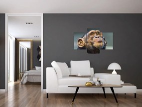 Opica - obrazy