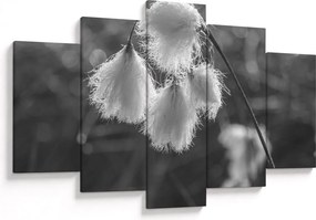 Obraz - Cottongrass (150x105 cm)