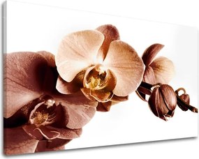 Obraz na stenu KVETY XOBKV110E11 - 100x150 cm