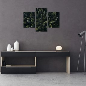 Obraz - Les (90x60 cm)